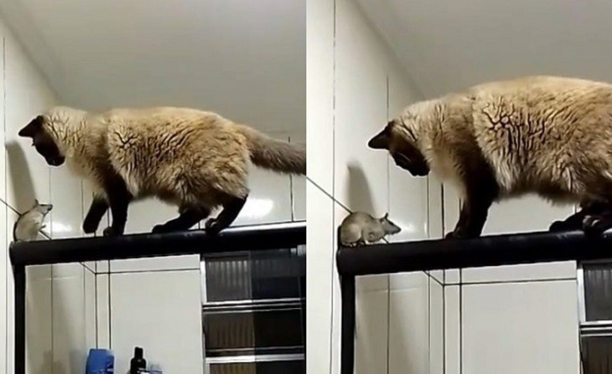 Illustration : "Un homme compte sur son chat pour chasser la souris présente chez lui, mais celui-ci réagit d’une façon touchante (vidéo)"