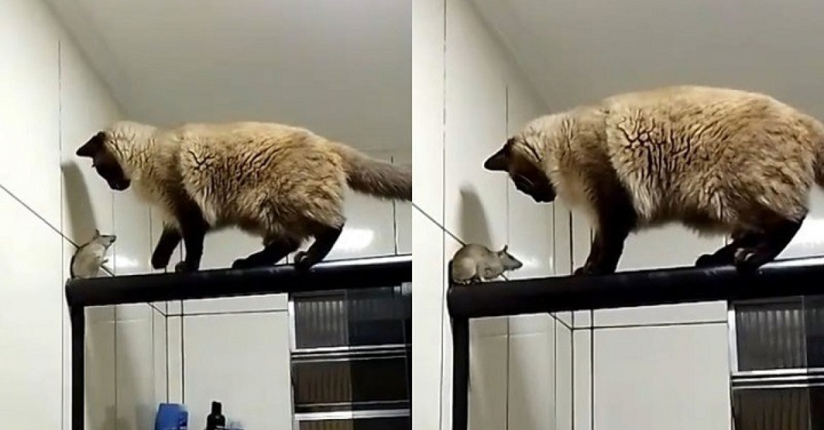 Un Homme Compte Sur Son Chat Pour Chasser La Souris Presente Chez Lui Mais Celui Ci Reagit D Une Facon Touchante Video