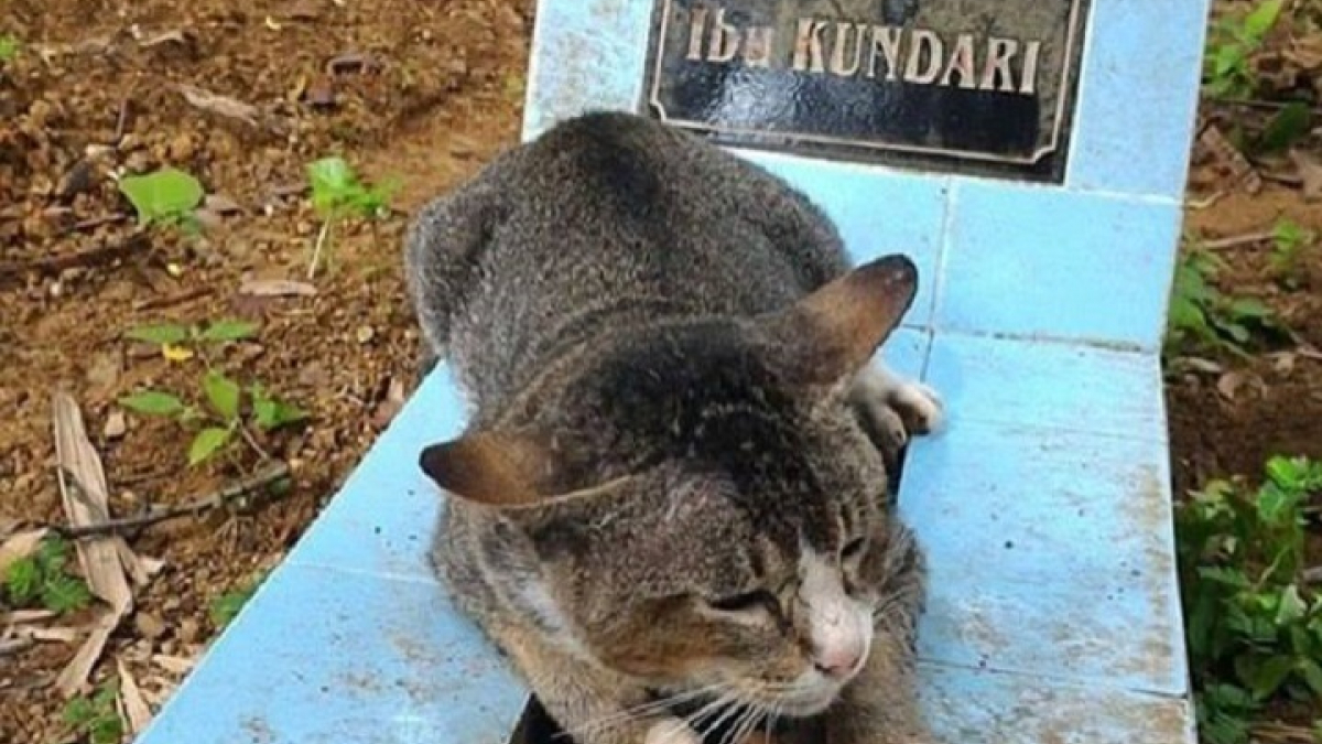 Illustration : "Ce chat en deuil a passé plus d’un sur la tombe de sa propriétaire décédée"