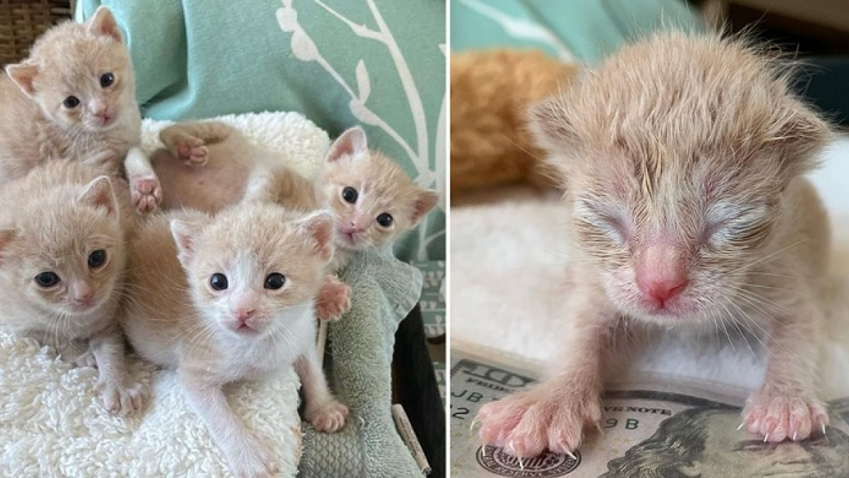 Illustration : "4 chatons trouvés à 3 jours de vie font preuve d’une résilience hors pair"