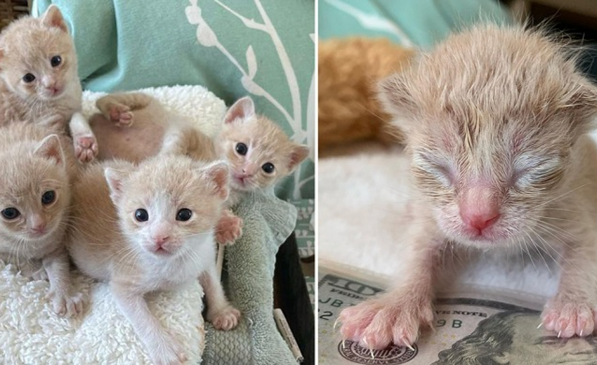 Illustration : "4 chatons trouvés à 3 jours de vie font preuve d’une résilience hors pair"
