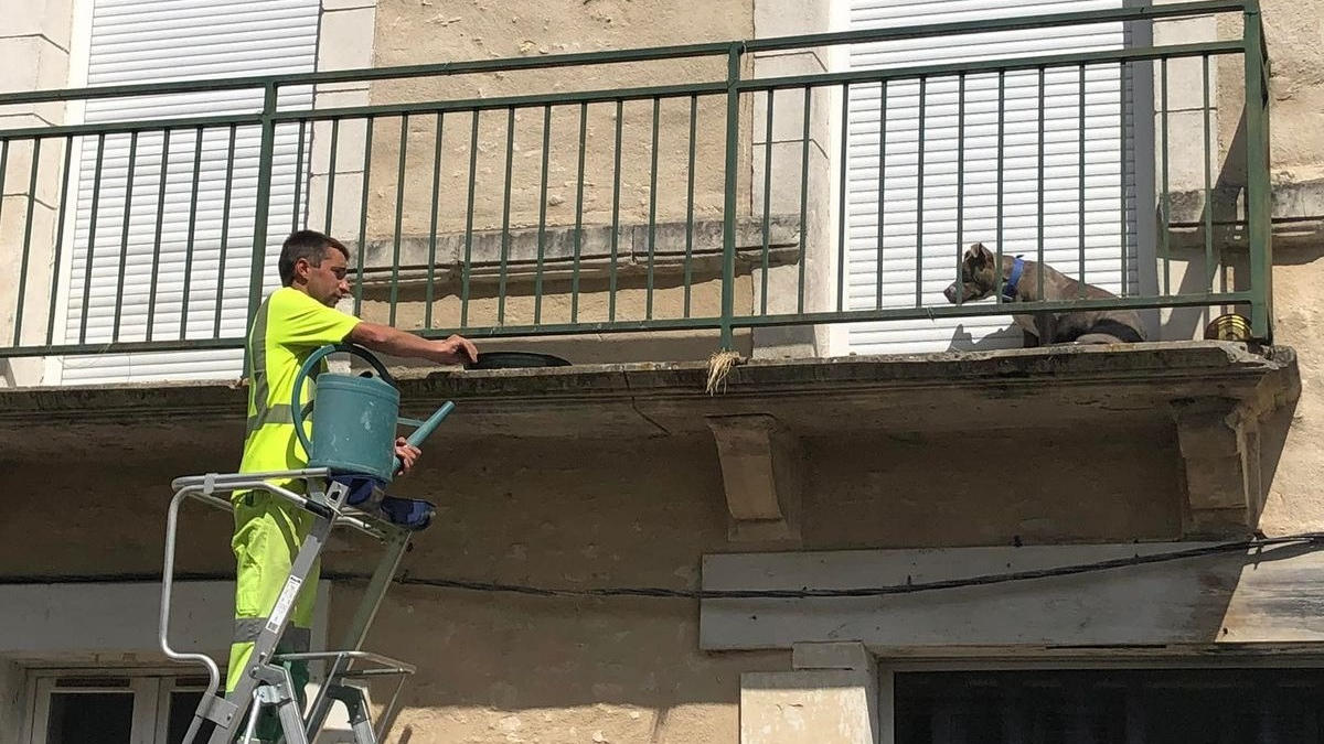 Illustration : "Ils aperçoivent un chien bloqué sur son balcon en pleine chaleur, les agents municipaux lui viennent en aide"