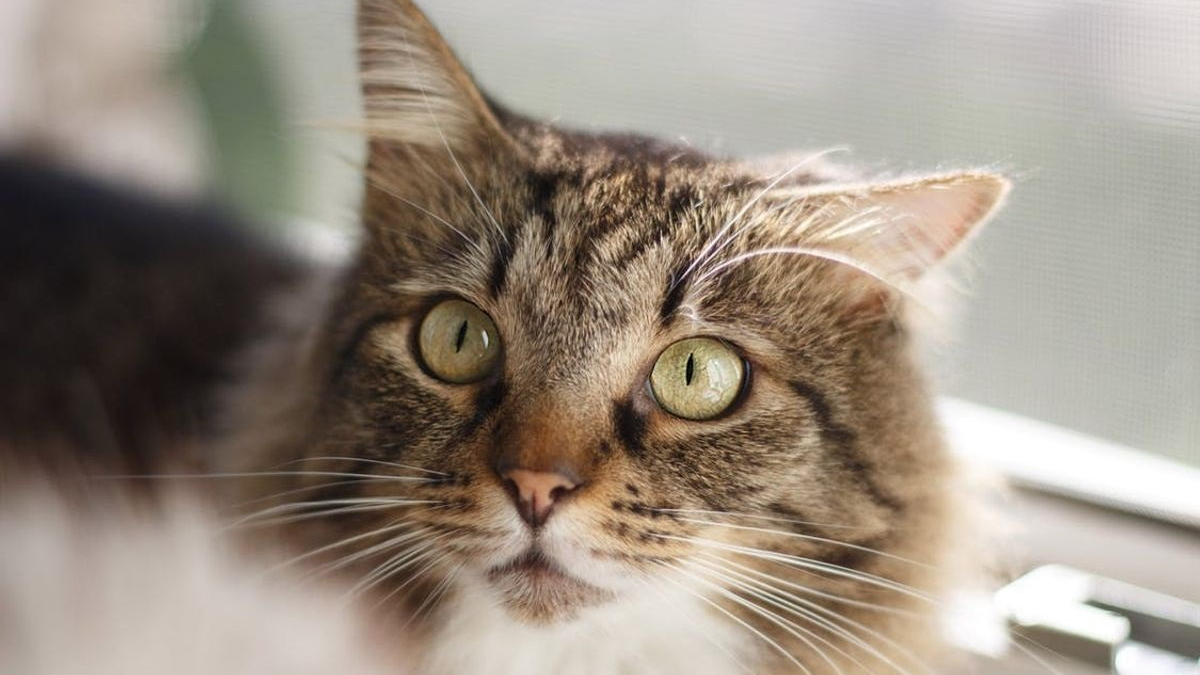 Illustration : "L'herbe aux chats protégerait votre chat des piqûres de moustiques"