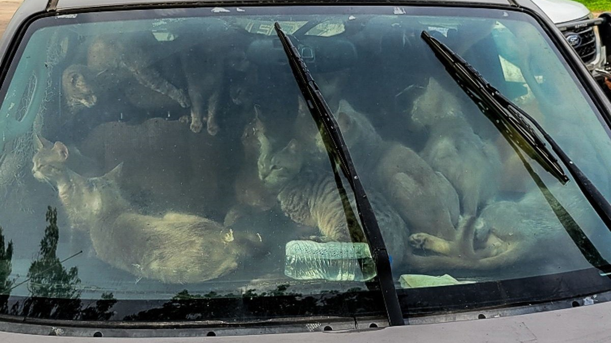 Illustration : "Près de 50 chats découverts dans une voiture garée en plein soleil sur une aire de repos"