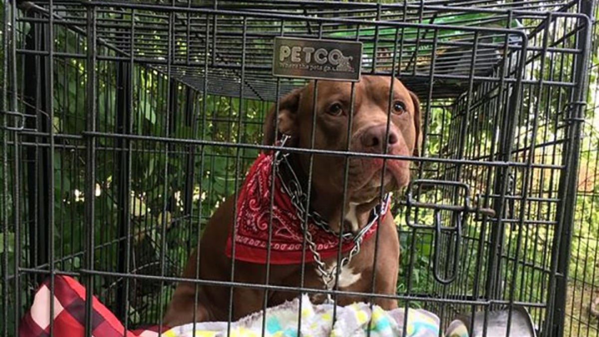 Illustration : "Ce Pitbull a été abandonné par dépit devant la clinique vétérinaire avec une lettre déchirante de son propriétaire"