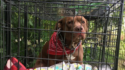 Illustration : Ce Pitbull a été abandonné par dépit devant la clinique vétérinaire avec une lettre déchirante de son propriétaire