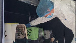 Illustration : 120 chats secourus alors qu’ils vivaient entassés dans un mobil-home insalubre : une saisie record pour l’association