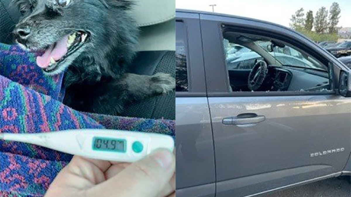 Illustration : "Un homme casse la vitre d’une voiture pour sauver la vie d’un chien laissé à l‘intérieur par fortes chaleurs"