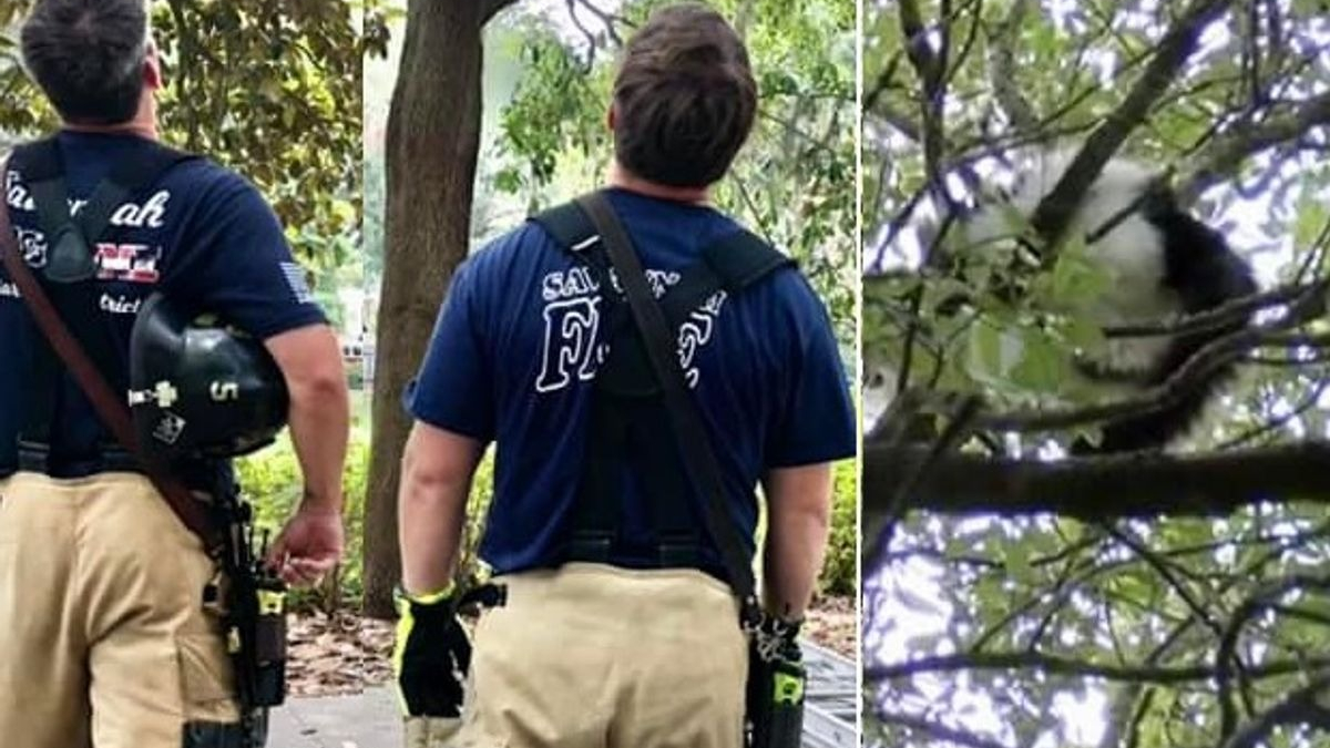 Illustration : "Un chat craintif bloqué dans un arbre à 14 mètres du sol, les pompiers lui portent secours"