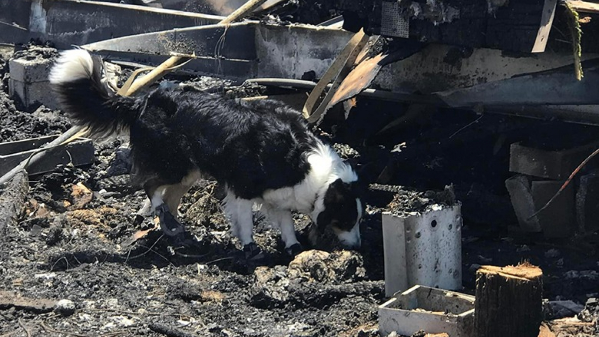 Illustration : "3 chiens de sauvetage et 8 chiots volés retrouvent leur propriétaire après un mois de recherches intensives (vidéo)"