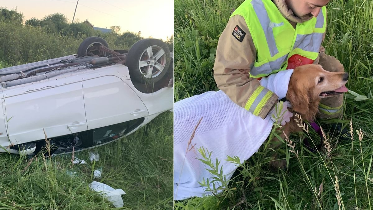 Illustration : "Les pompiers s'attendaient au pire en secourant un chien victime d'un tonneau en voiture"