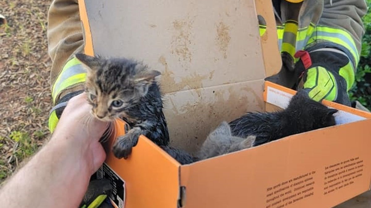 Illustration : "5 chatons piégés dans un égout miaulent de toutes leurs forces pour qu'on leur vienne en aide"