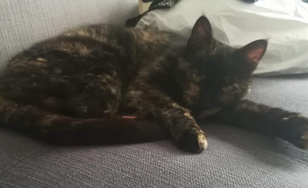 Illustration : "Une chatte découverte dans un piteux état retrouve les bras réconfortants de ses propriétaires après 5 ans d'errance !"