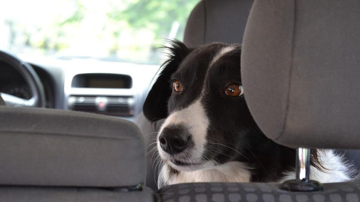 Illustration : "Par 2 fois, il laisse son chien dans sa voiture garée en plein soleil et va s'amuser dans un parc d'attractions"