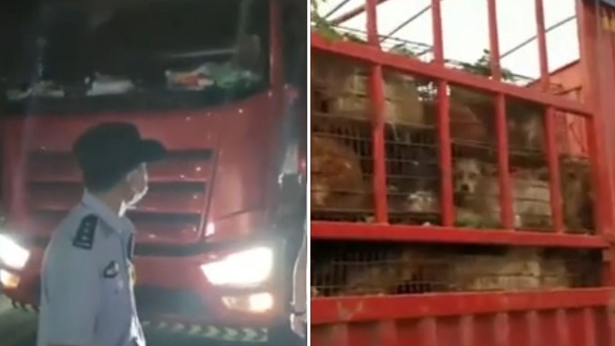 Illustration : "Des militants, aidés de la police, interceptent un camion transportant près de 400 chiens vers le festival de Yulin"