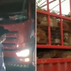 Illustration : Des militants, aidés de la police, interceptent un camion transportant près de 400 chiens vers le festival de Yulin