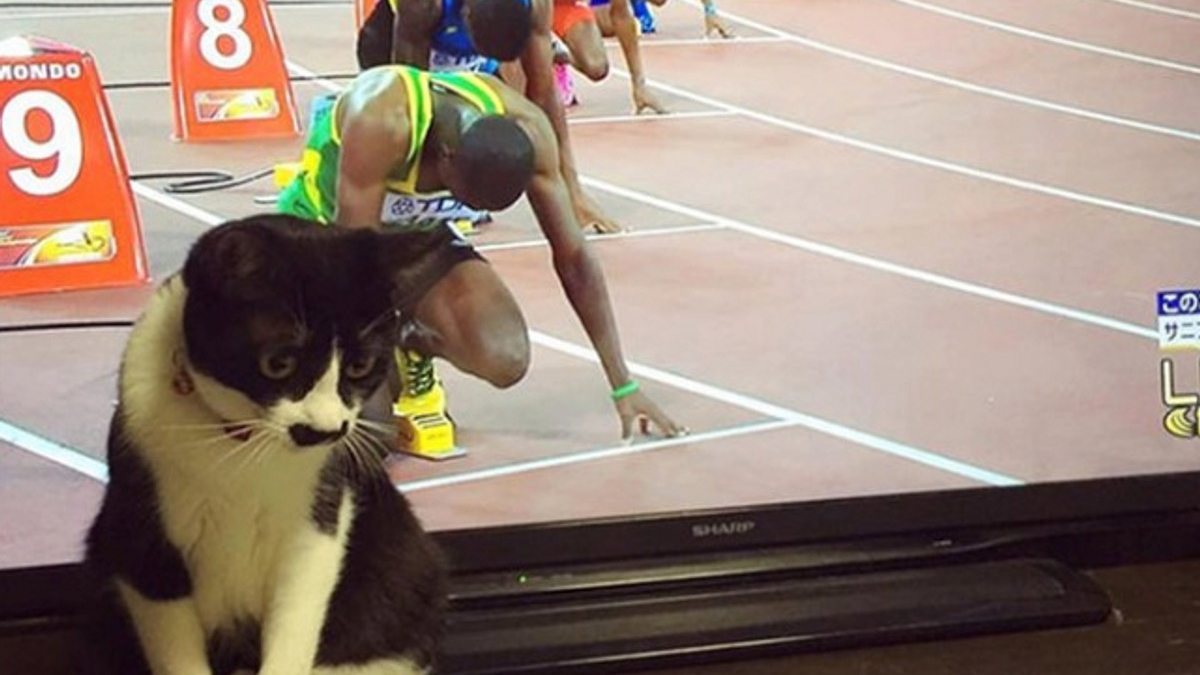 Illustration : "20 photos de chats qui ont agi de manière inattendue et hilarante"