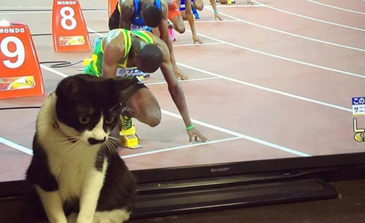 Illustration : "20 photos de chats qui ont agi de manière inattendue et hilarante"