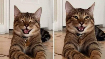 Illustration : 13 images de chats amusantes qui vont égayer votre journée