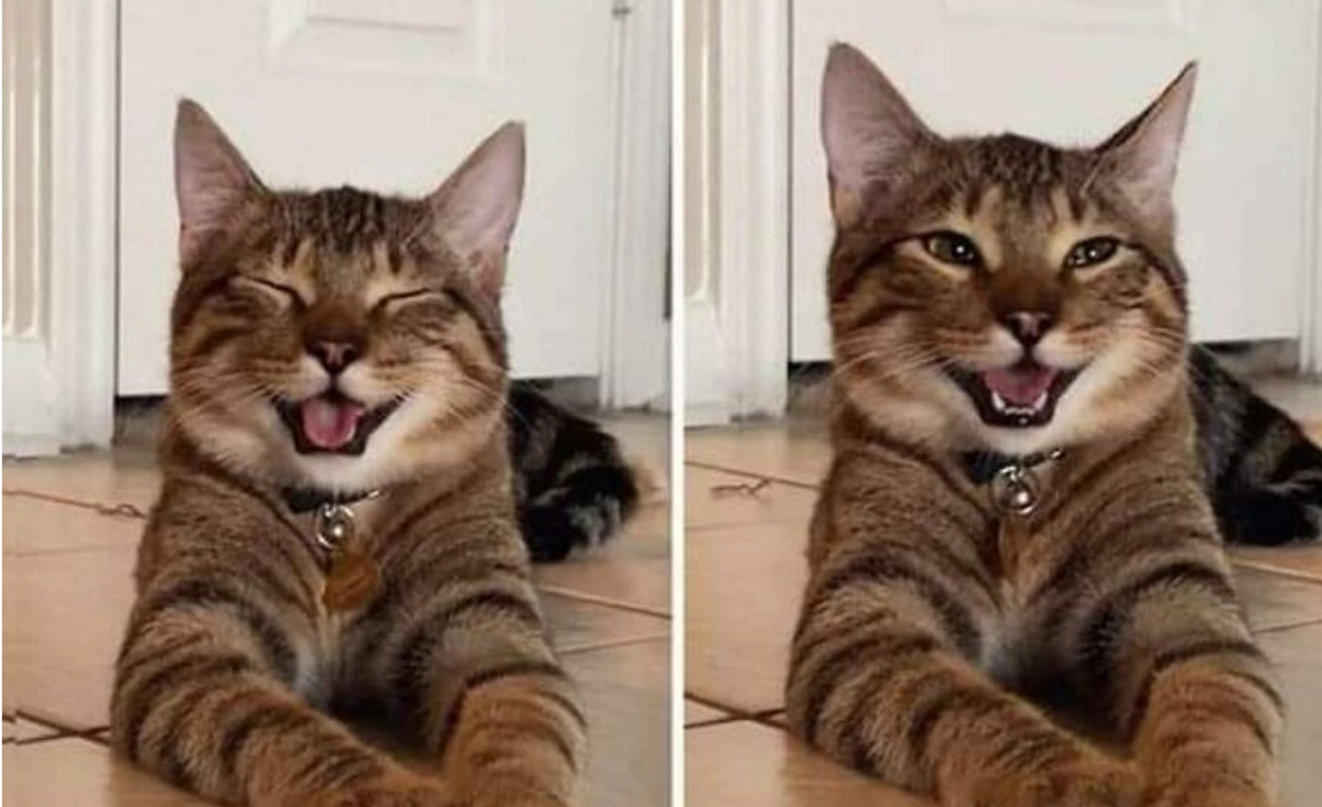 Illustration : "13 images de chats amusantes qui vont égayer votre journée"