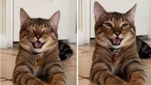 Illustration : 13 images de chats amusantes qui vont égayer votre journée