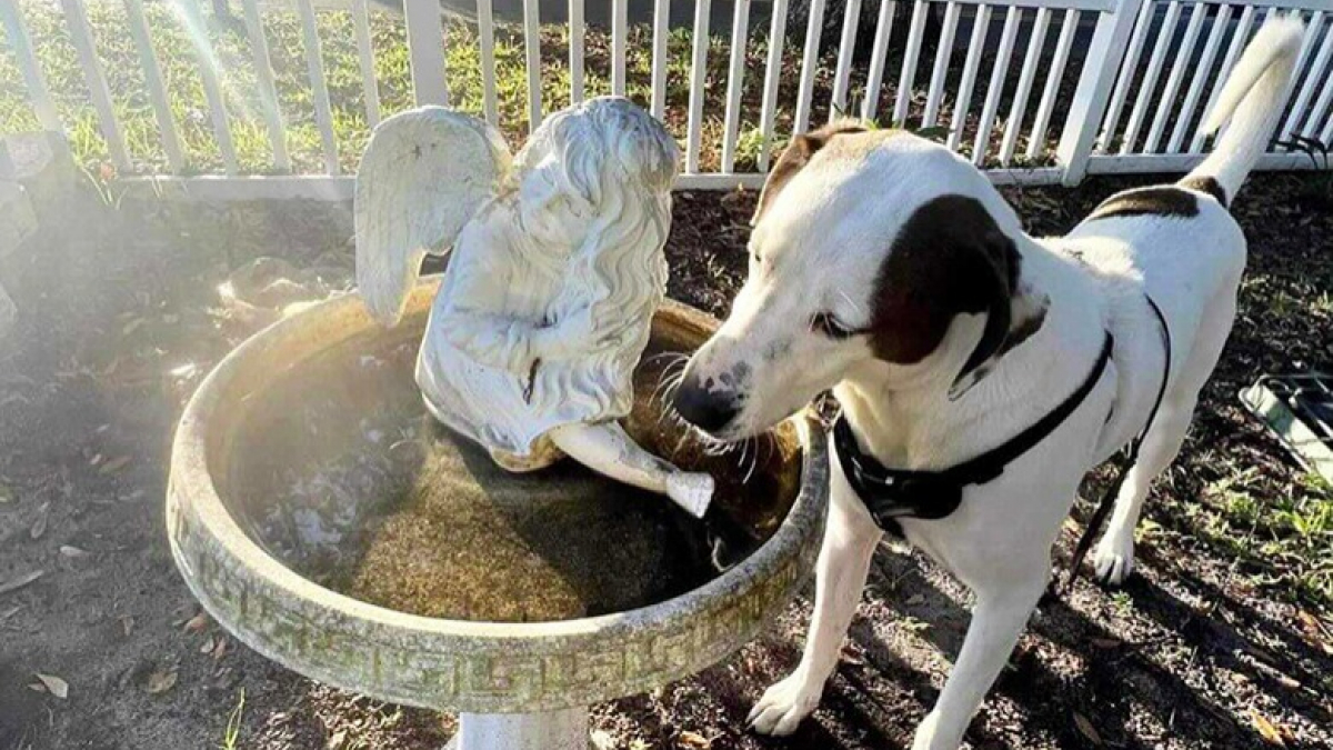 Illustration : "Un chien sourd se voit offrir une seconde chance par un homme atteint du même handicap"