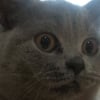 Illustration : Elle porte plainte contre la propri&eacute;taire d'un chat, car il n'a pas r&eacute;ussi &agrave; mettre sa chatte enceinte