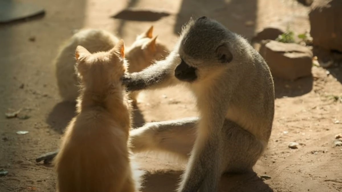 Illustration : "Des chatons errants s'introduisent dans un sanctuaire pour singes et une amitié improbable voit le jour"