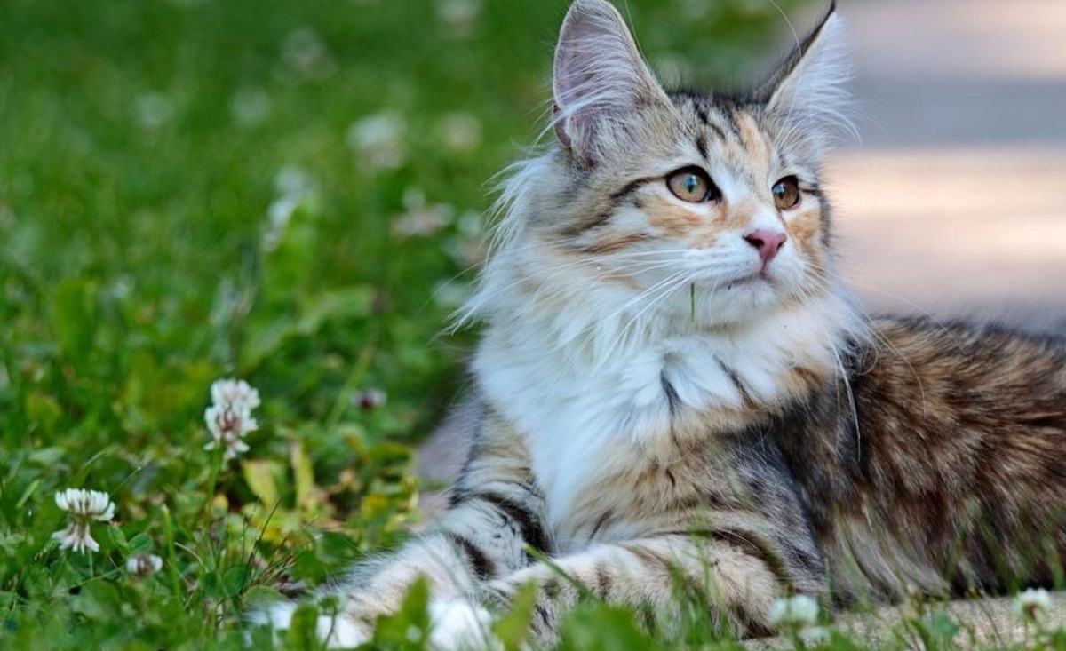 Illustration : "10 grandes races de chat qui ont la réputation d'être très câlins"