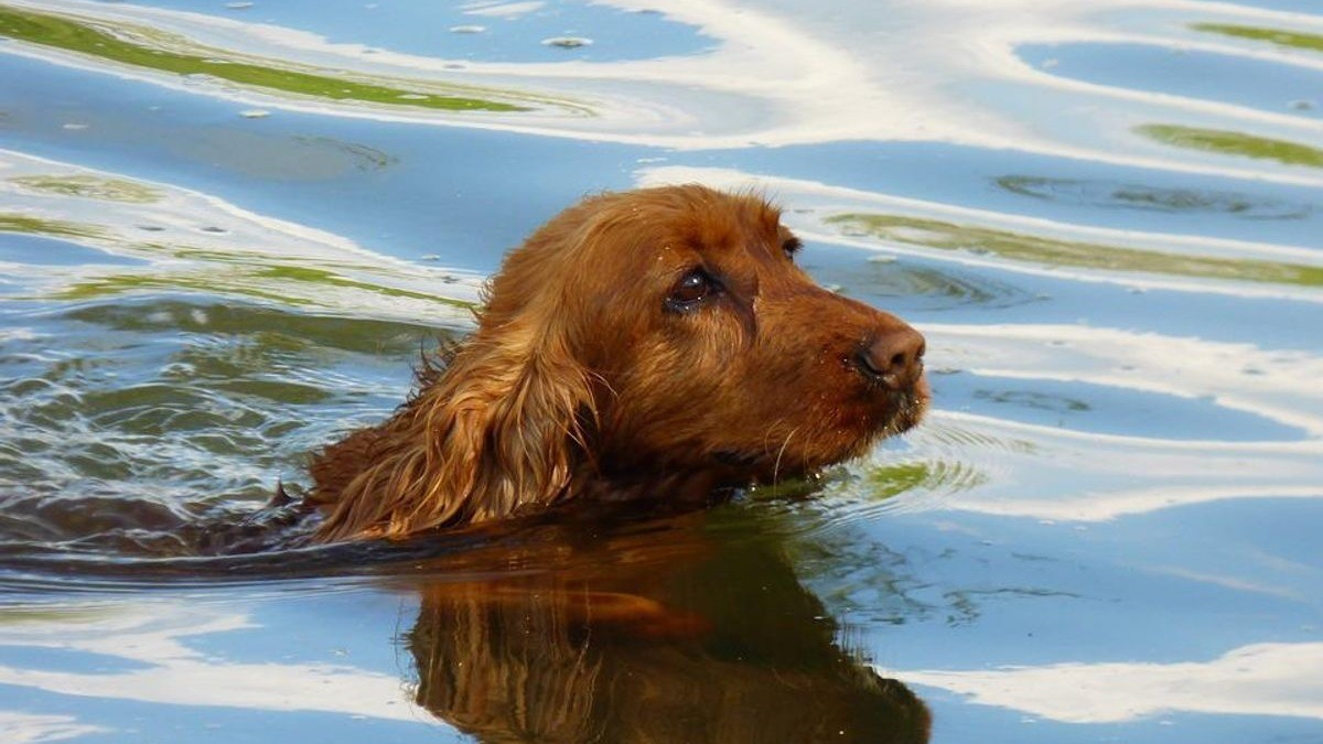 Illustration : "La propriétaire d'un chien ayant frôlé la noyade espère retrouver le joggeur qui l'a sauvé"