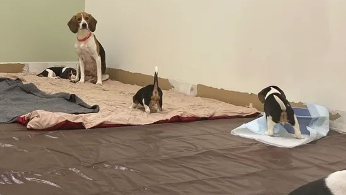 Illustration : "Ces 40 Beagles n'ont connu que les murs des laboratoires médicaux, mais ils attendent désormais d'être adoptés !"