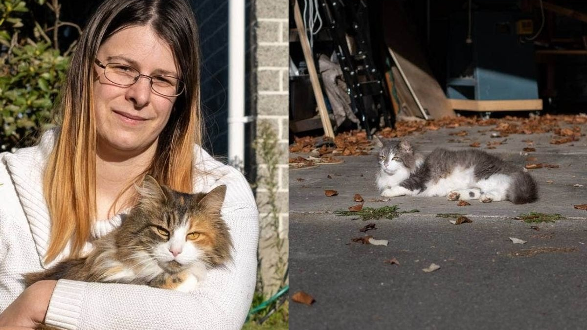 Illustration : "Véritables cleptomanes, ce chat et sa soeur étoffent sans cesse leur butin malgré la vigilance de leur maîtresse"