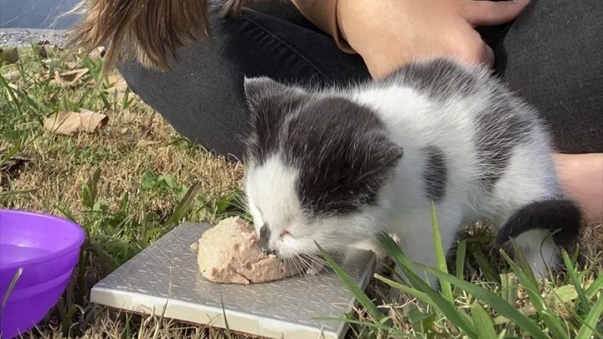 Illustration : "Un chaton sauvage en piteux état se réfugie dans le garage de son bon samaritain puis opère une belle transformation"