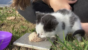 Illustration : Un chaton sauvage en piteux état se réfugie dans le garage de son bon samaritain puis opère une belle transformation