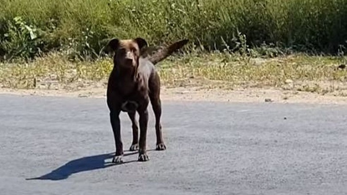 Illustration : "La vidéo émouvante du sauvetage d’un Labrador Retriever errant dans les rues de Roumanie"