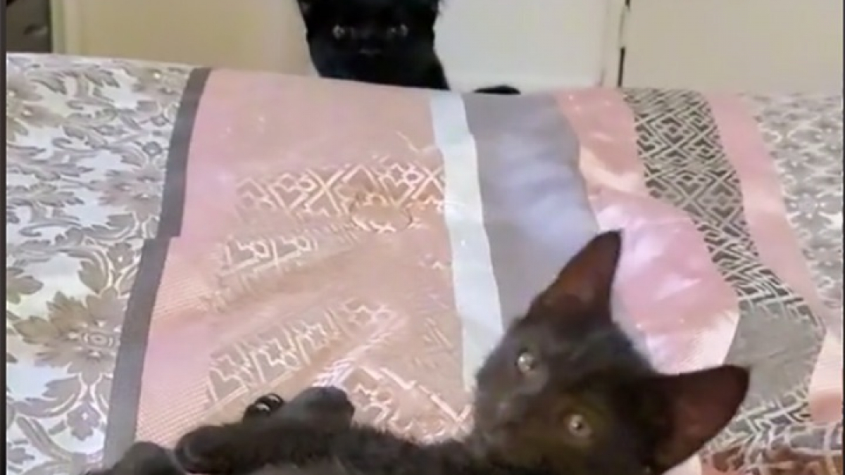 Illustration : "Une femme adopte et ramène un chaton à la maison : la réaction de son matou est hilarante (vidéo)"