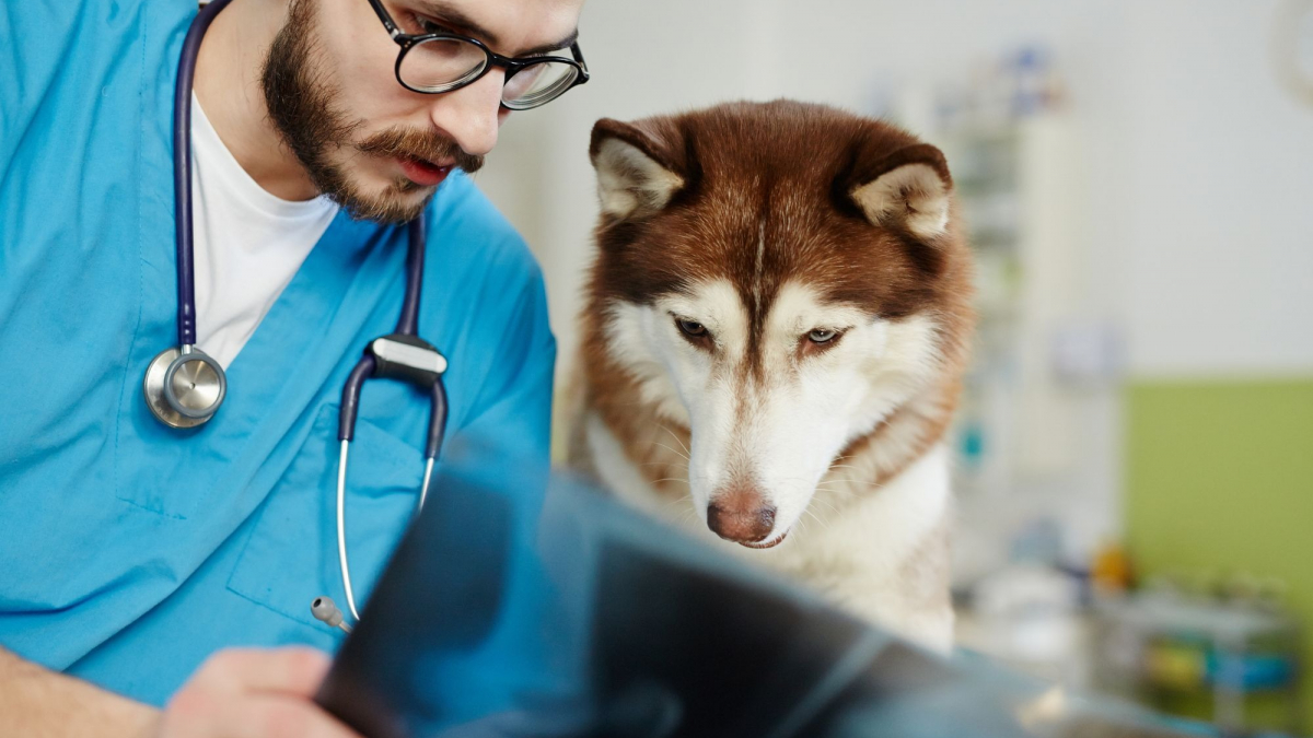 Illustration : "Journée de l'arthrose : Hill's Pet Nutrition et Zoetis vous encouragent à faire diagnostiquer votre chien pour améliorer sa qualité de vie"