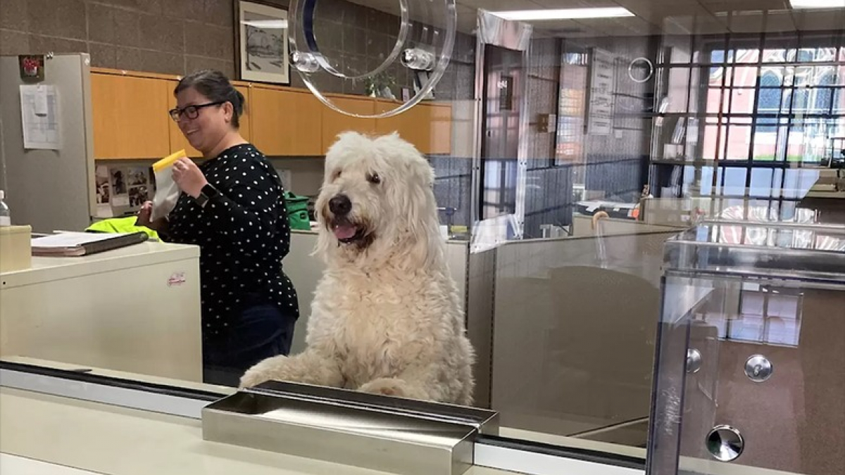 Illustration : "Un chien secouru par la police s’approprie le poste à l’accueil du commissariat"