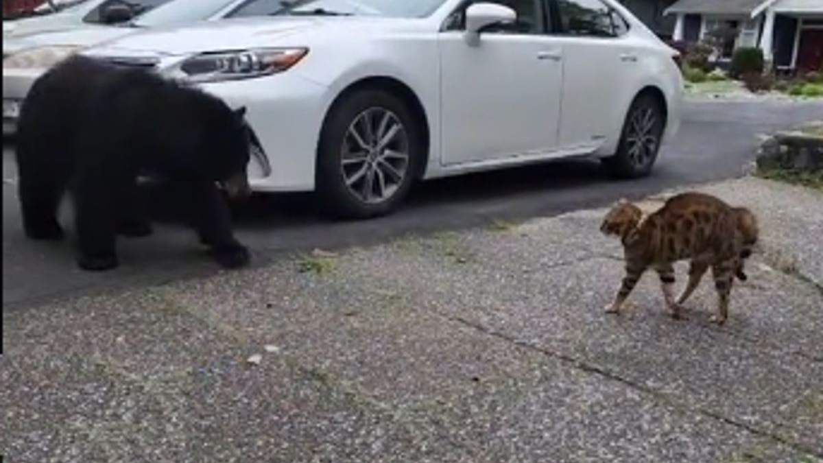 Illustration : "Vidéo : Un chat se retrouve nez à nez avec un ours devant sa maison et prend une décision héroïque"