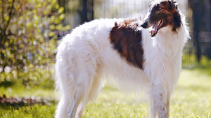 Illustration : Les 14 plus grandes races de chiens