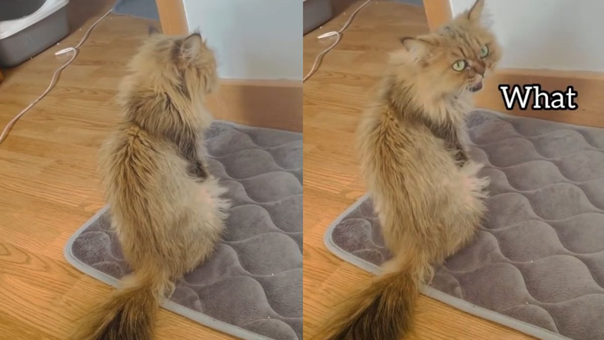 Illustration : "Cette chatte a décidé de bouder car ses propriétaires ont osé déplacer les meubles (vidéo)"