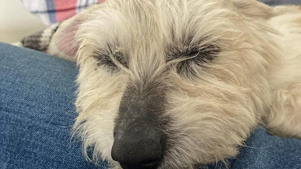 Illustration : Un chien aveugle âgé de 11 ans s’est retrouvé en refuge, mais une femme a décidé de devenir son guide