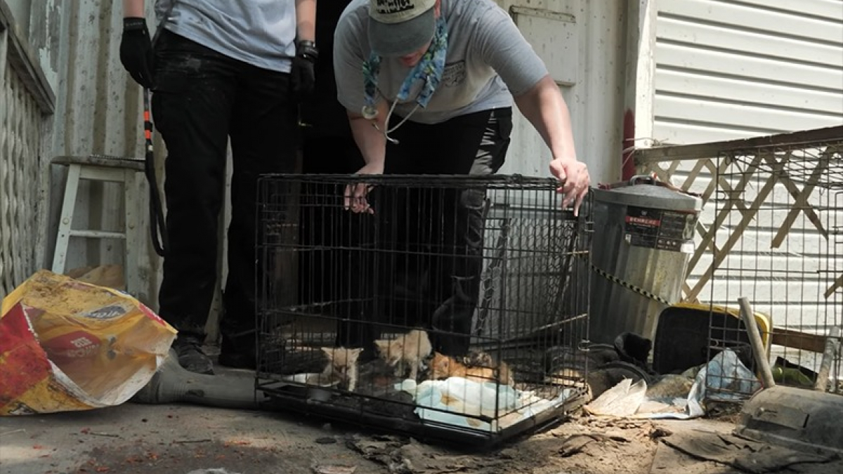 Illustration : "8 chiens et chats secourus alors qu’ils vivaient dans des conditions déplorables (vidéo)"