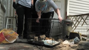 Illustration : 8 chiens et chats secourus alors qu’ils vivaient dans des conditions déplorables (vidéo)