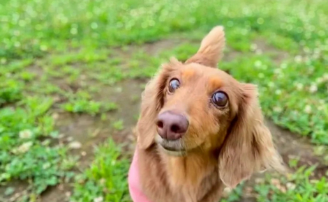 Illustration : 20 chiens aveugles qui savourent la vie malgré leur cécité