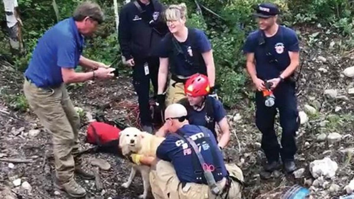 Illustration : "Le sauvetage d’une chienne coincée dans une buse d’écoulement des eaux pluviales (vidéo)"
