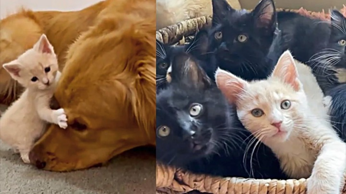 Illustration : "Une chatonne orpheline en manque d’affection trouve une nouvelle famille auprès des animaux du refuge"
