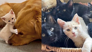 Illustration : Une chatonne orpheline en manque d’affection trouve une nouvelle famille auprès des animaux du refuge