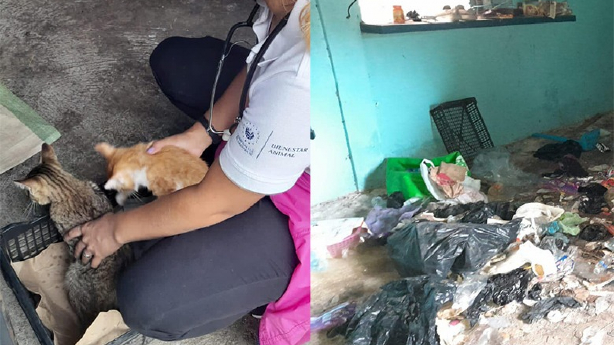 Illustration : "2 chatons et un chien détenus dans des conditions de vie insalubres sont aujourd’hui entre de bonnes mains"