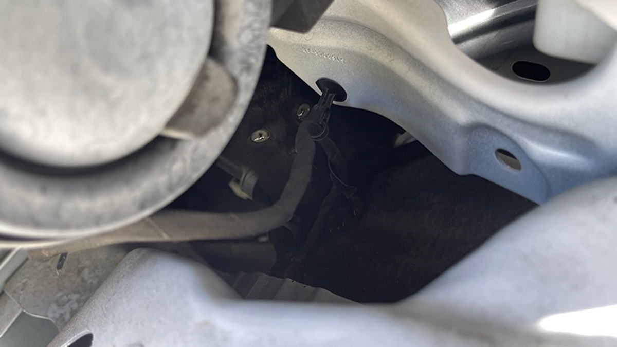 Illustration : "Un chaton survit à un trajet de 40 km sous le capot d'une voiture, un mécanicien en démonte tout l'avant pour le secourir"